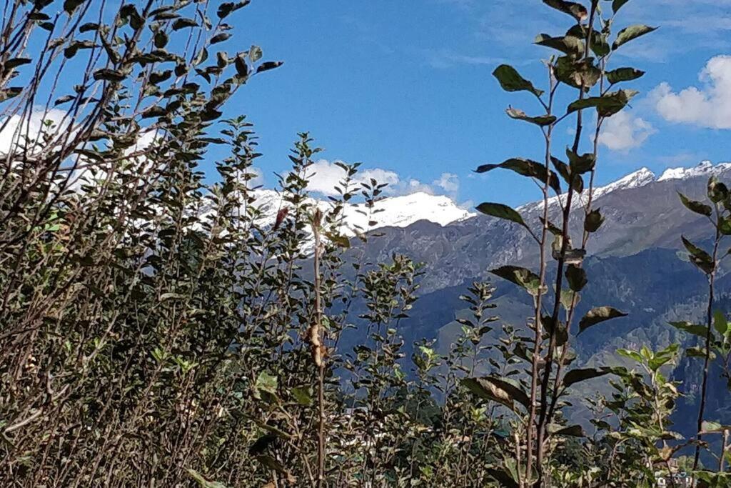 Aroma Taru Villa / Cottage ,Manali Eksteriør bilde